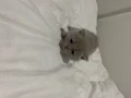 British Shorthair Lilac Yavrular Mavi Gözlü Sağlıklı ????