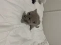 British Shorthair Lilac Yavrular Mavi Gözlü Sağlıklı ????
