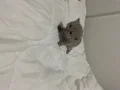 British Shorthair Lilac Yavrular Mavi Gözlü Sağlıklı ????