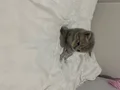 British Shorthair Lilac Yavrular Mavi Gözlü Sağlıklı ????