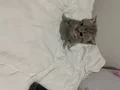 British Shorthair Lilac Yavrular Mavi Gözlü Sağlıklı ????