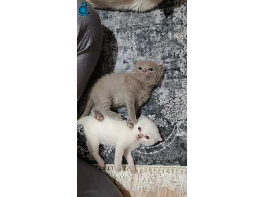 British shorthair yavrular