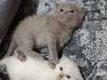 British shorthair yavrular
