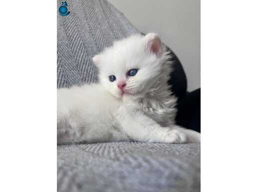 45 günlük british longhair erkek 