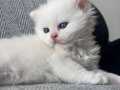45 günlük british longhair erkek 