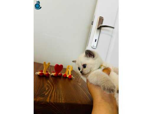 British shorthair gri ve blue point