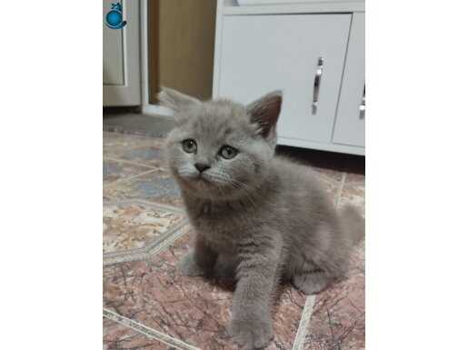 Yavru british shorthair