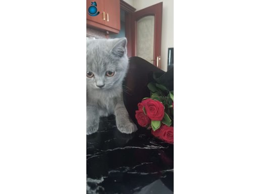 ömrlük yuva