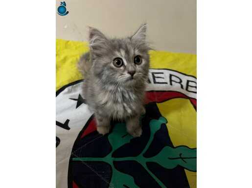 Çok akıllı oyuncu bir bebiş 