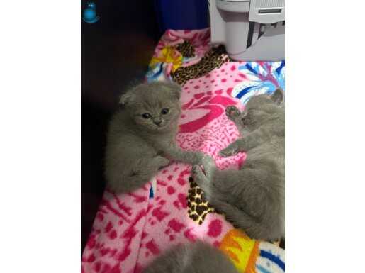 1 aylık british shorthair
