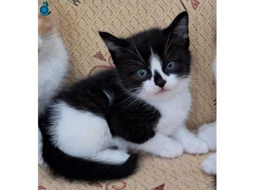 Tekir kedi sahiplendiriyorum