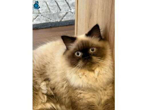 British shorthair ve british longhair (erkek-dişi)