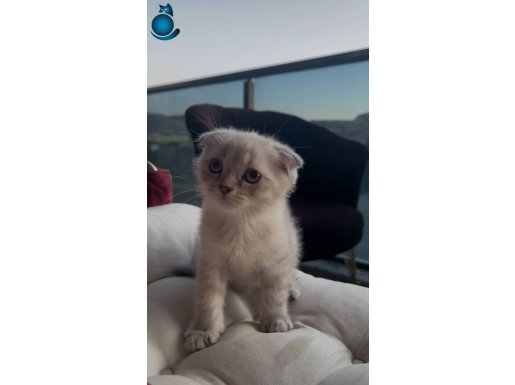 Scottish fold blue point 2 aylık yavrular