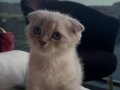 Scottish fold blue point 2 aylık yavrular