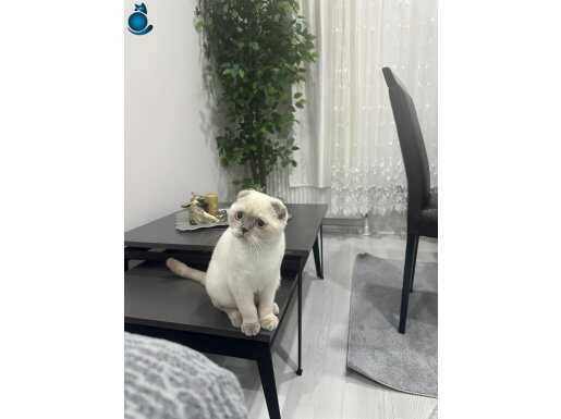 1 yaşinda dişi Scottish fold
