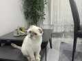 1 yaşinda dişi Scottish fold
