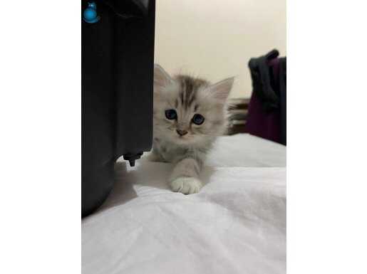 Kum eğitimi Dişi kedi 