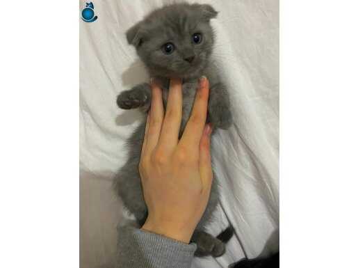 Kum eğitimi Dişi kedi oyunmayı seven