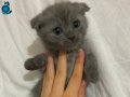 Kum eğitimi Dişi kedi oyunmayı seven