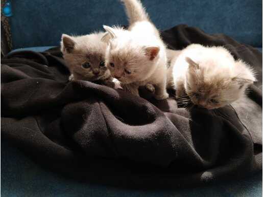 3 kedi 2 erkek 1 disi 