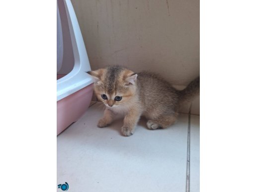 2 aylık British Shorthair Golden