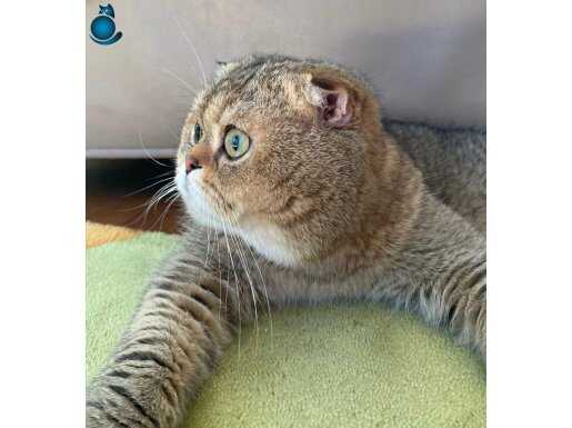30 bin tl lik kedi