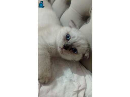 British blue point uslu ve tatlı yavrularımız 