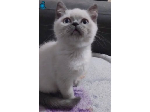 Sevimli mavi gözlü british yavrumuz