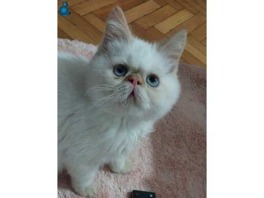 Exotic blue point mavi gözlü tatlış iran kedisi 