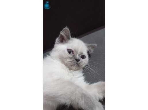 Şirin British shorthair yavrumuz
