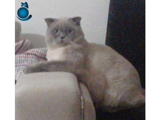 Mavi Gözlü Safkan British Shorthair
