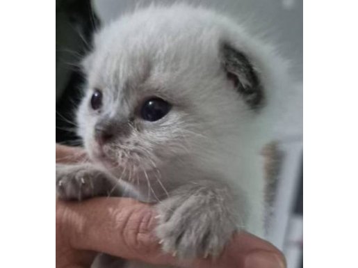 Ankara Çankaya'da Tuvalet Eğitimli Uysal British Shorthair Yavrusu