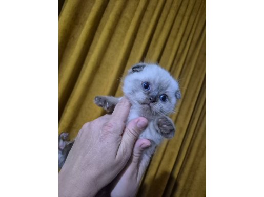 Masmavi Gözlü Tombiş Ayıcık Suratlı British Yavrumuz