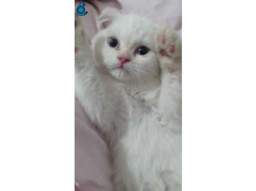 Bluepoint scottish yavrumuz 