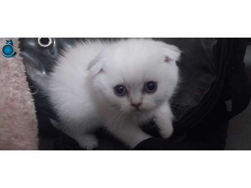 Kırık kulaklı blue point scottish fold yavrumuz 