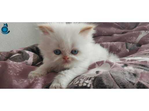 Mavi gözlü tatlı iran kedisi yavrularımız