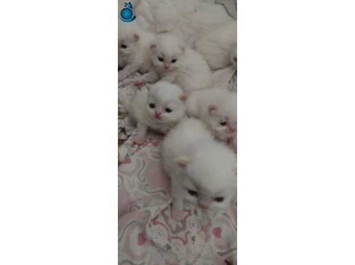 Mavi Gözlü Safkan İran Kedisi Yavruları