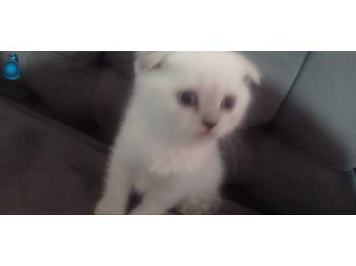 Scottish Fold Blue point bir buçuk aylık kedi