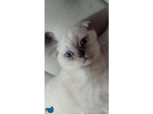 Sevimli scotish fold yavrumuz yeni yuvasını bekliyor