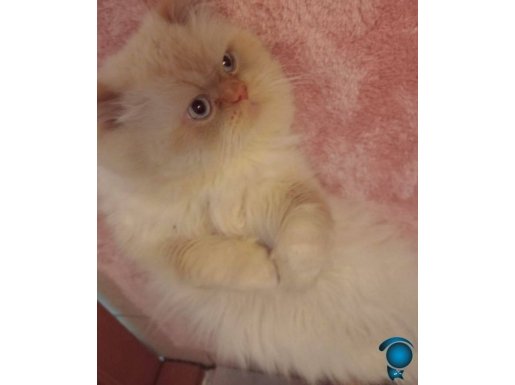 Yakışıklı iran kedisi