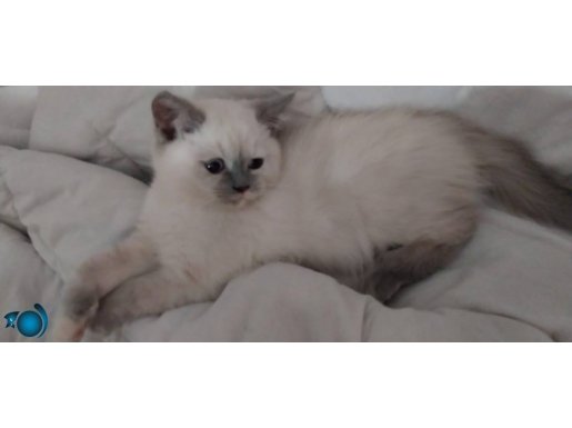 Mavi gözlü tatlı british yavrumuz 