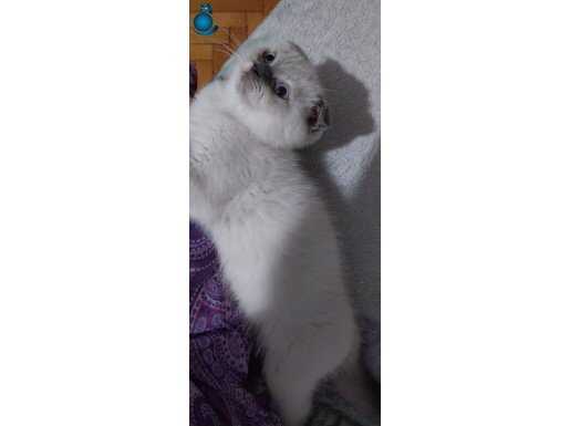 Mavi gözlü sevecen british yavrumuz 