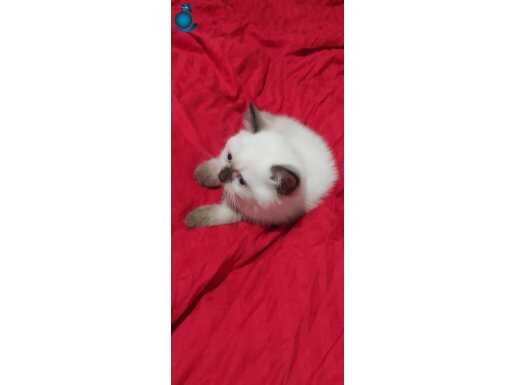 Scottish fold blue point mavi gözlü kedimizin yavruları