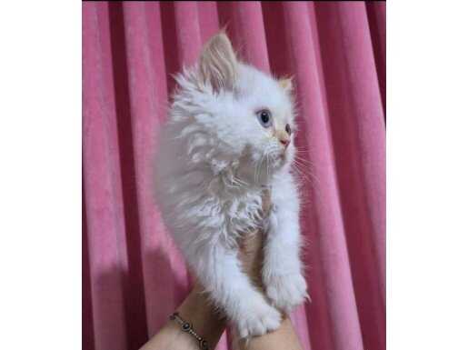 Maviş Bakışlı Ankara Çankaya Sakini İran Kedisi Yavrusu