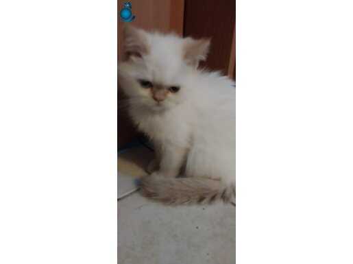 Mavi gözlü iran prensesimiz