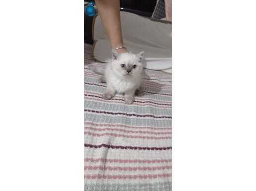 Şirin ve Uzun tüylü british longhair yavrumuz