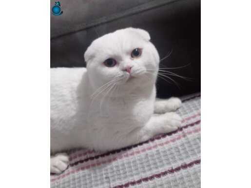 Kar beyazı bembeyaz scottish fold sağlıklı erkek kedimiz