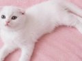 Renkli Gözlü Tatlı Scottish Fold Yavrumuz