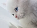 Sevimli iran yavruları