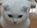 Pamuk gibi scottish fold yavru